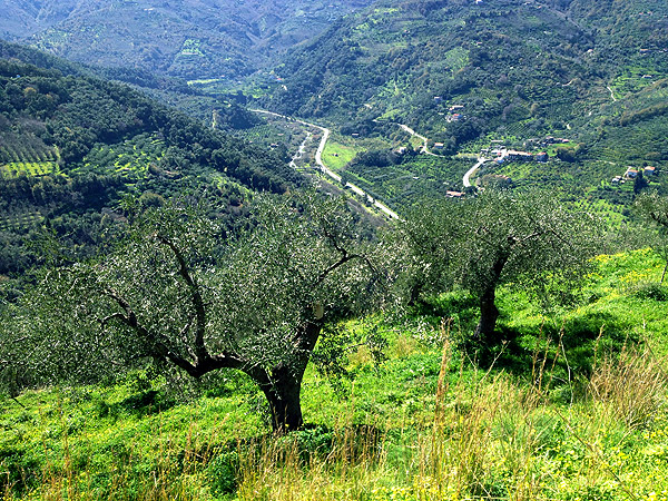valle ulivi tra ficarra e naso