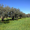 azienda milio ulivi