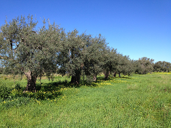 azienda milio ulivi