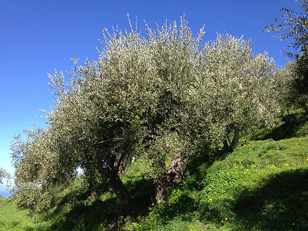 ulivo in collina