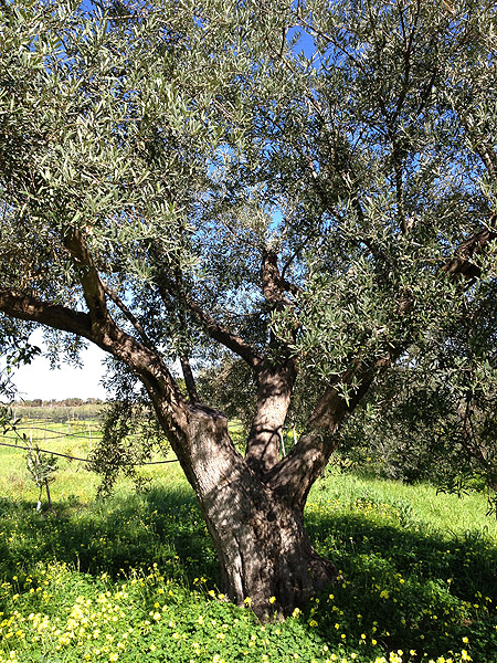 uliveto sistema irrigazione