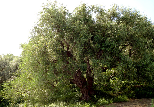 azienda milio ulivo secolare