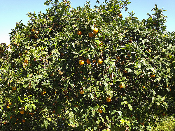 azienda milio arance ovali bio