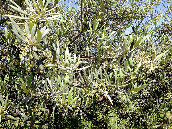 azienda milio mignole di ulivo