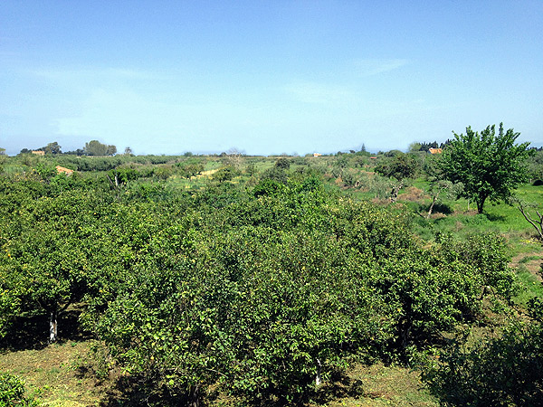 azienda milio agrumeto biologico adulto