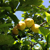 azienda milio limoni biologici