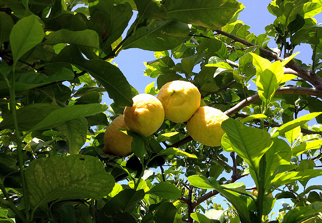 azienda milio limoni biologici