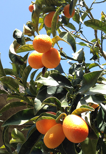 azienda milio qumquat bio