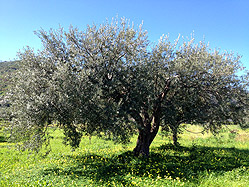 azienda milio albero ulivo icona